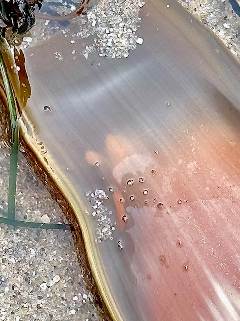 A close-up view of a smooth, elongated, and slightly curved object submerged in shallow water. The object has a gradient of colors ranging from light brown to pinkish hues, with a glossy surface that reflects light. Small air bubbles are scattered across the surface, and a few grains of sand are visible on and around the object. There are also some strands of green seaweed or aquatic plants nearby, partially submerged in the water. The surrounding area consists of sandy and rocky textures.