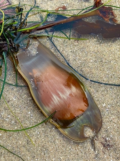 A large, translucent, brownish seaweed or kelp pod is lying on wet sand. It has a smooth, shiny surface with a slightly elongated, oval shape. The pod is partially submerged in shallow water, and there are some green seaweed strands and other marine vegetation around it. The sand beneath is light-colored with small grains.
