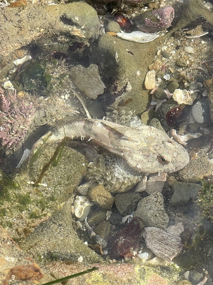 A camouflaged fish is nestled among rocks and shells in a shallow tide pool. Its body blends well with the surrounding environment, making it difficult to spot at first glance. The water is clear, allowing a good view of the various textures and colors of the rocks, shells, and seaweed around it.