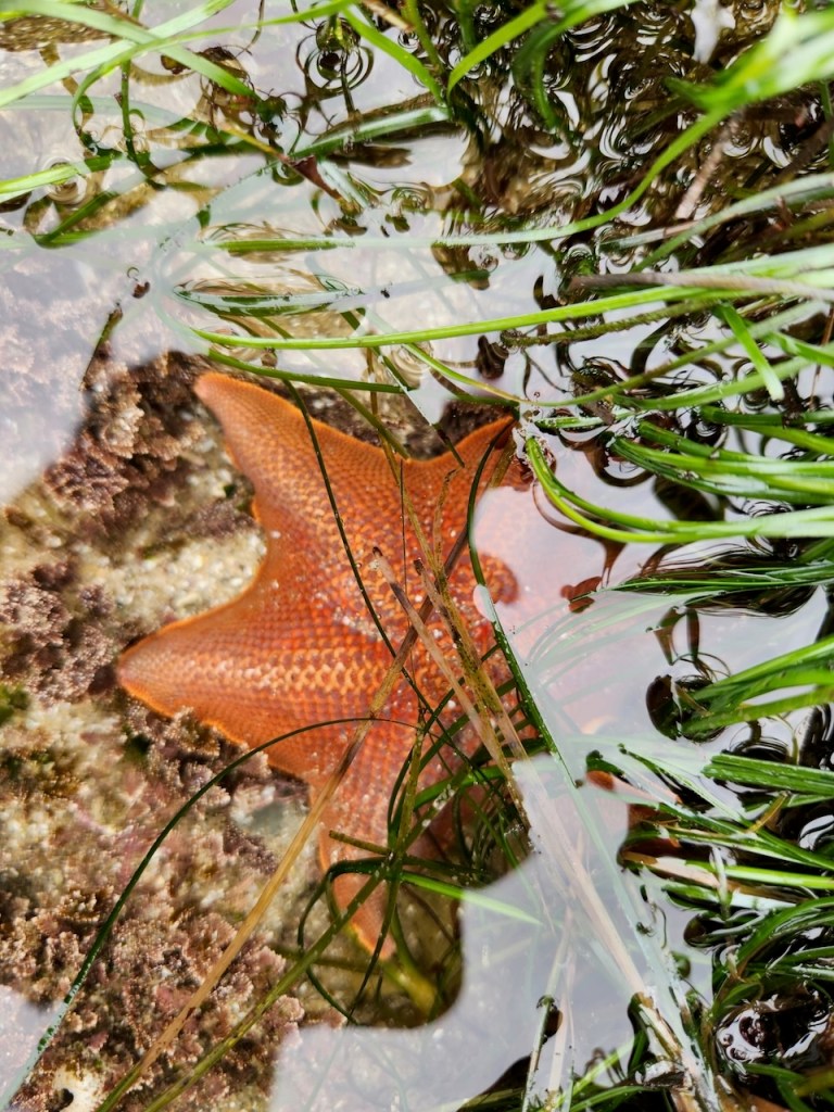 A starfish with a vibrant orange color is partially submerged in shallow water. Its textured surface is visible, and it is surrounded by green seaweed and aquatic plants. The water is clear, allowing the details of the starfish and the surrounding environment to be seen clearly. The starfish is resting on a rocky surface beneath the water.