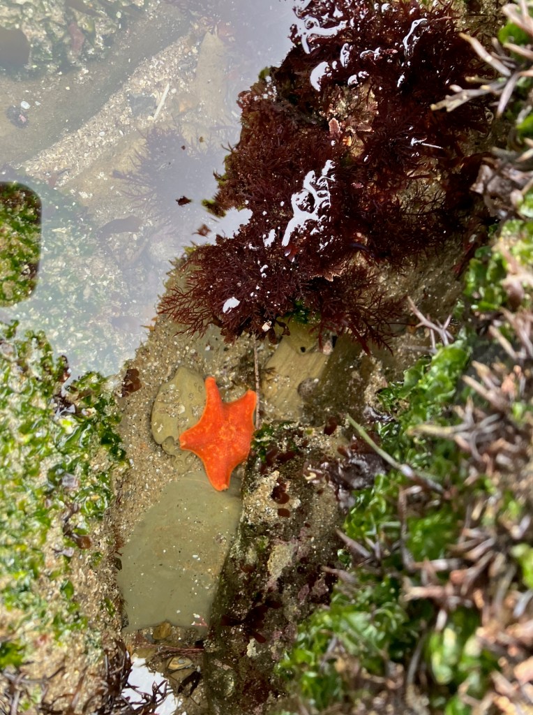 A small tide pool with a bright orange starfish resting on the sandy bottom. Surrounding the starfish are various types of seaweed, including dark red and green algae. The water is clear, allowing a view of the sandy and rocky substrate beneath. The scene is a mix of natural textures and colors, with the vibrant orange starfish standing out against the more muted tones of the surrounding environment.