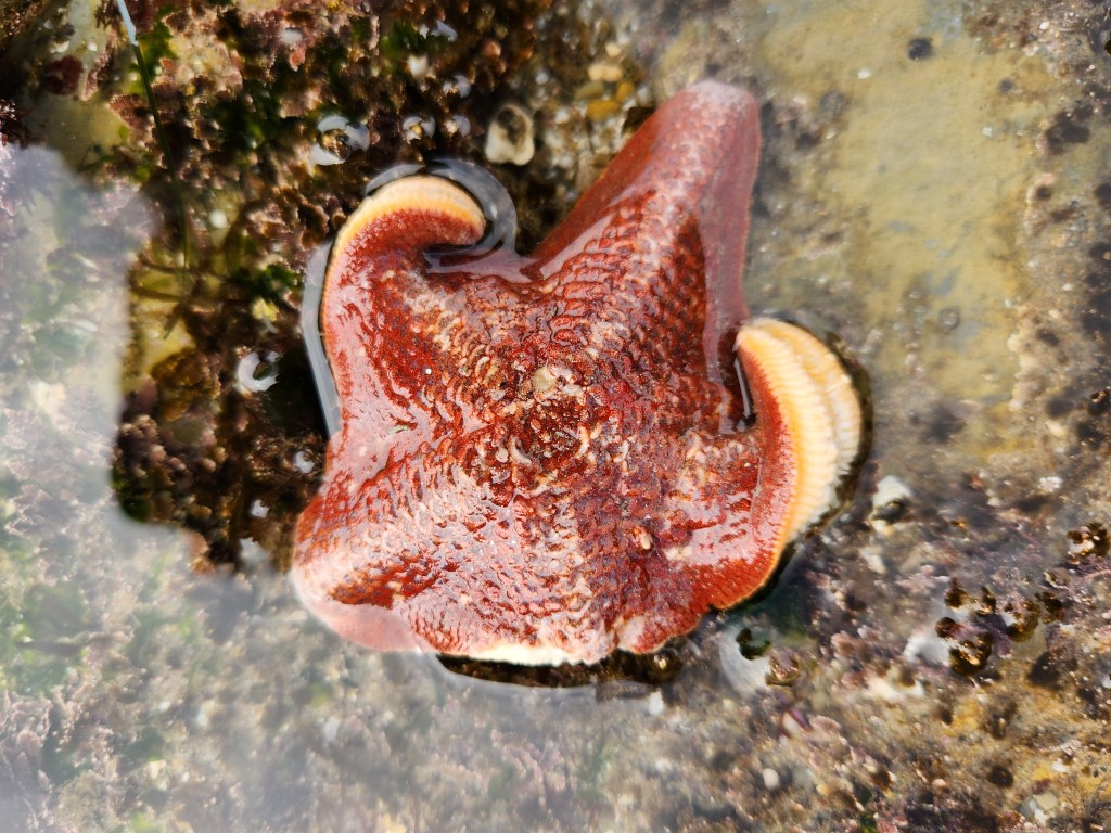 A starfish with a reddish-brown color and a textured surface is partially submerged in shallow water. Its arms are curled slightly, and the edges have a lighter, almost orange hue. The surrounding area is rocky with some green algae or seaweed visible. The water is clear, allowing a good view of the starfish and its surroundings.