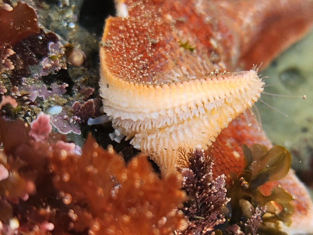 Close-up of a starfish in a marine environment. The starfish has a textured, orange and white surface with small tube feet visible on its underside. Surrounding the starfish are various types of seaweed and marine plants in shades of brown, green, and purple. The image captures the intricate details of the starfish and the surrounding underwater flora.