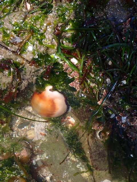 A small, round shell with a smooth surface and a gradient of colors ranging from white to a reddish-brown is nestled among a variety of seaweed and marine plants. The seaweed is green and brown, with some strands appearing glossy and others more matte. The shell is partially submerged in water, and the surrounding area is a mix of sand, small rocks, and other marine debris. The sunlight casts a natural glow on the scene, highlighting the textures and colors of the shell and seaweed.