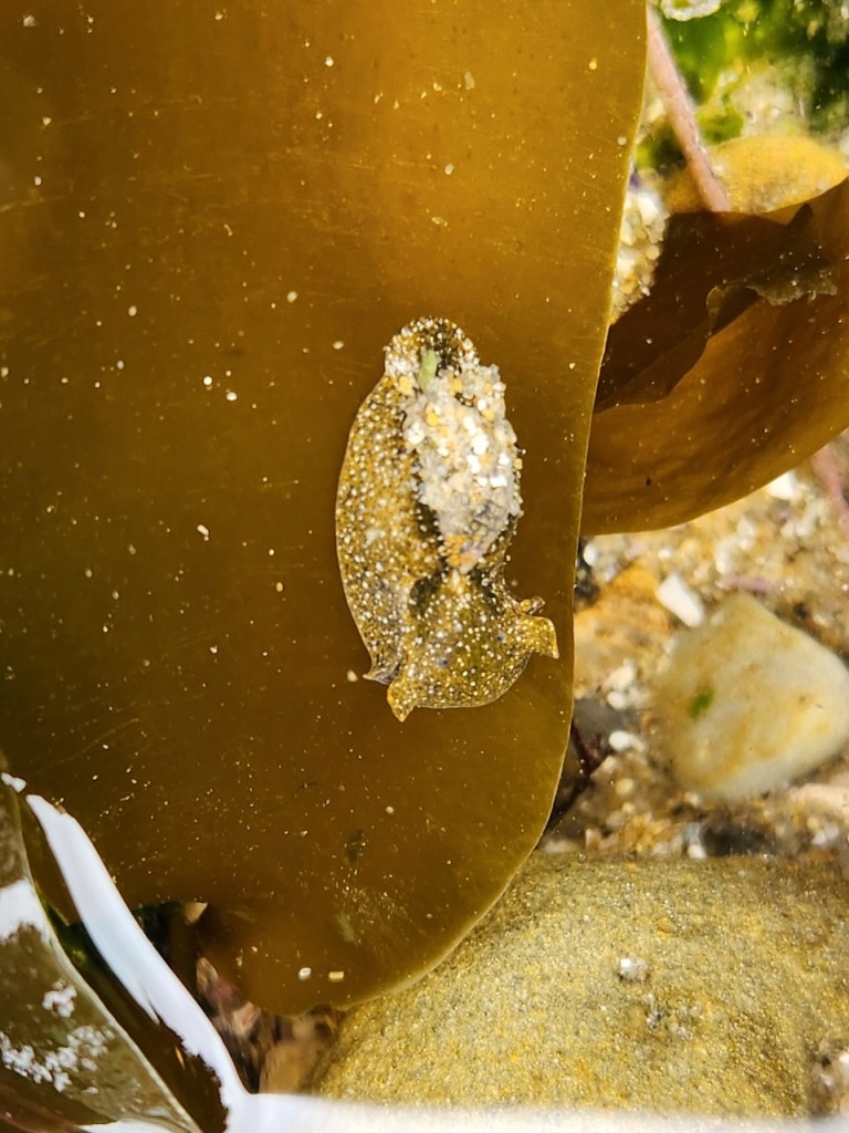 A small sea creature, possibly a sea slug or nudibranch, is attached to a large piece of brown seaweed. The creature has a speckled appearance with a mix of light and dark spots, blending well with the surrounding environment. The seaweed is submerged in shallow water, with sand and small pebbles visible on the bottom. The water is clear, allowing a good view of the creature and its surroundings.