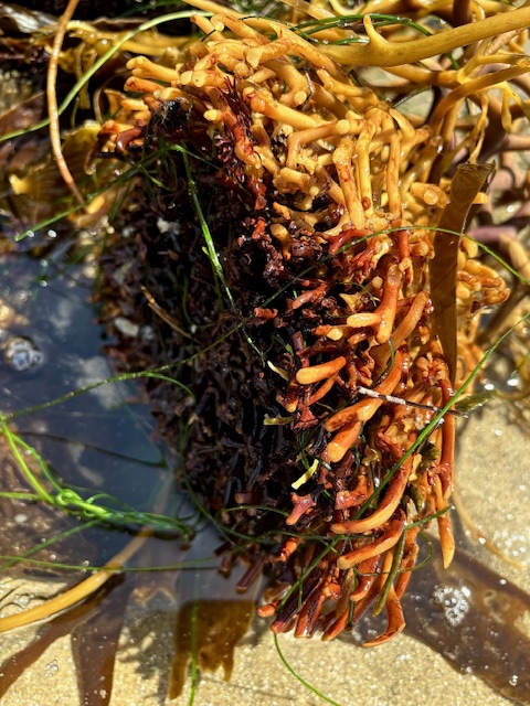 A cluster of seaweed and marine plants is lying on a sandy surface, partially submerged in water. The seaweed is a mix of colors, including shades of orange, brown, and dark red. Some of the seaweed strands are long and thin, while others are thicker and more tubular. There are also a few green, grass-like strands intertwined with the seaweed. The sunlight casts a warm glow on the scene, highlighting the textures and colors of the seaweed and the surrounding sand and water.