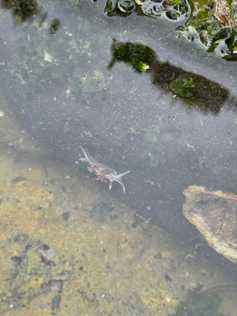 A small, blue sea slug with delicate, leaf-like appendages is visible in a shallow tide pool. The water is clear, revealing a sandy and rocky bottom with patches of green algae and seaweed around the edges. The sea slug is positioned near a dark rock, and its vibrant blue color contrasts with the muted tones of the surrounding environment.