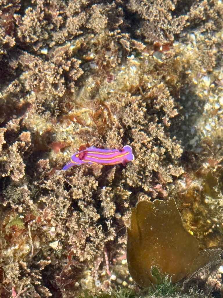 A small, colorful sea slug, known as a nudibranch, is visible among the rocky and algae-covered underwater environment. The nudibranch has a vibrant purple body with bright orange and pink stripes running along its back. The surrounding area is filled with brownish and greenish algae, creating a textured and natural underwater scene.