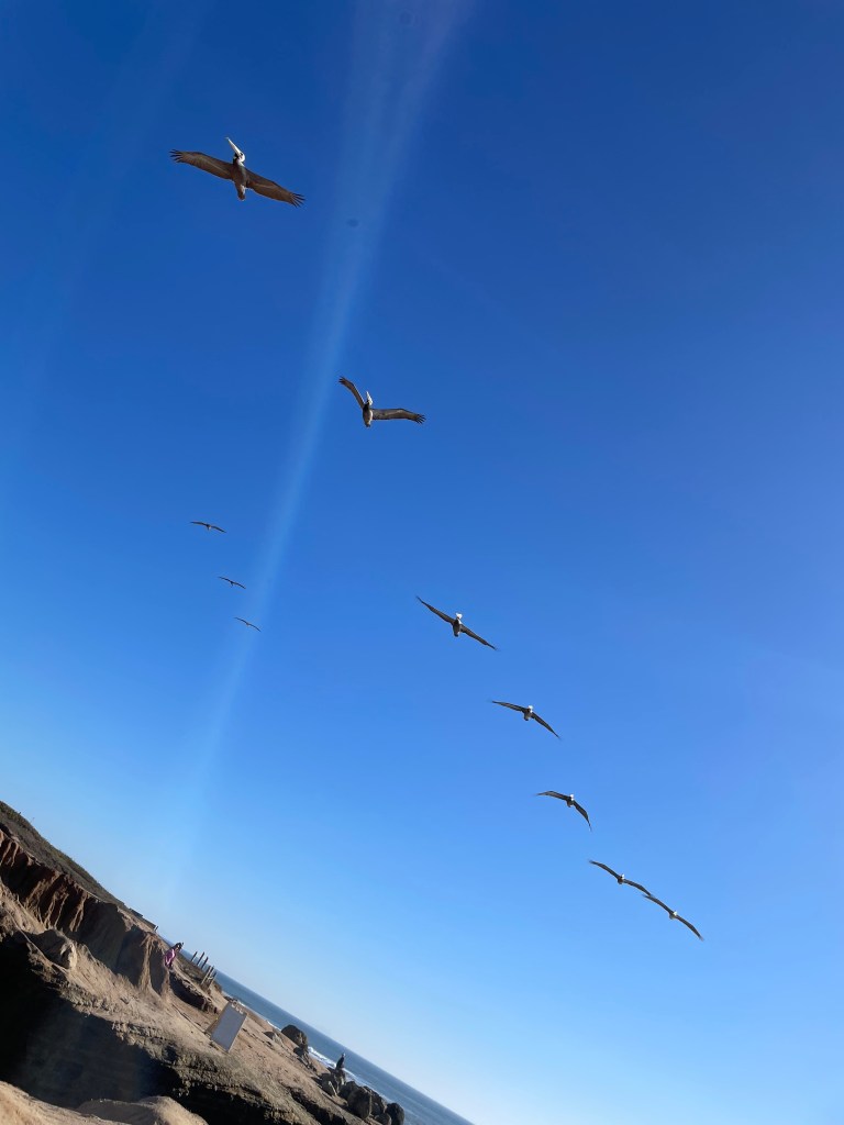 A clear blue sky with a formation of eight birds flying in a V-shape. The birds appear to be pelicans, with long wings and large beaks. Below them, there is a rocky coastline with a few people standing on the edge, looking out towards the ocean. The ocean is visible in the background, with waves gently crashing against the rocks. The scene conveys a sense of tranquility and natural beauty.