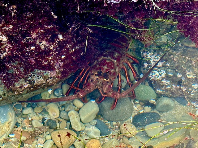 A lobster is partially hidden under a rock in a shallow, clear water setting. The lobster has a reddish-brown color with long antennae extending forward. The surrounding area is filled with variously sized and colored pebbles and stones, and there are some green aquatic plants and reddish-brown algae or seaweed attached to the rocks above the lobster. The water is clear enough to see the details of the lobster and the stones beneath it.