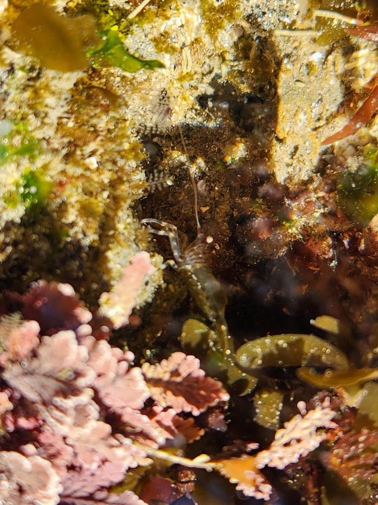 A small marine scene with a shrimp partially visible in the center, blending with the rocky and sandy background. The shrimp is translucent with some visible stripes. Surrounding it are various types of seaweed and algae, including green and brown varieties. In the foreground, there are pinkish-red, leaf-like algae adding a splash of color to the scene. The environment appears to be a shallow tide pool with sunlight reflecting off the water surface.