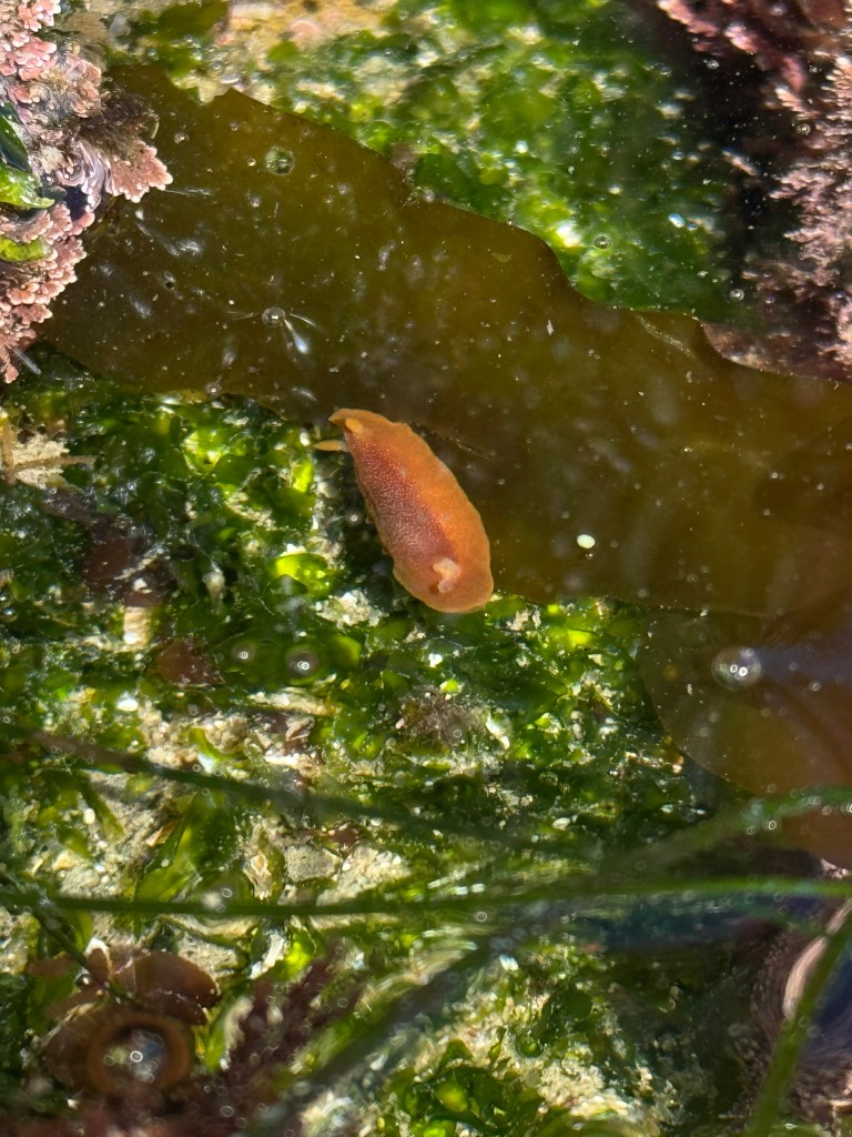 A small, orange sea slug is resting on a bed of green seaweed and algae in a shallow tide pool. The surrounding area is filled with various shades of green from the seaweed, and there are some pinkish coral-like formations on the upper left side. The water is clear, allowing the textures and colors of the underwater environment to be visible.