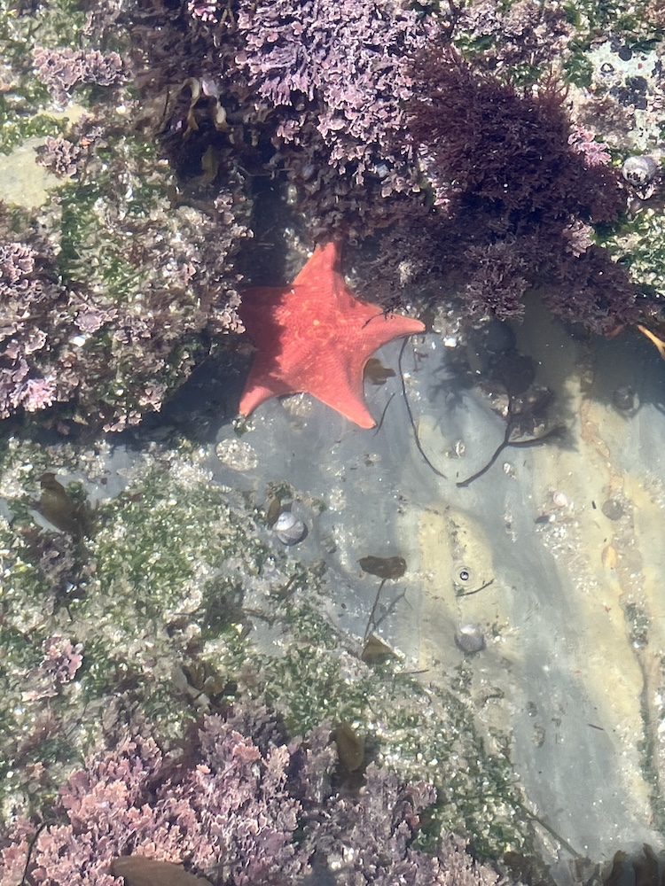A red starfish is lying on the sandy bottom of a shallow tide pool. Surrounding the starfish are various types of seaweed and marine plants, predominantly in shades of purple and green. The water is clear, allowing a view of the sandy and rocky substrate beneath. The scene is illuminated by sunlight, creating a natural and serene underwater environment.