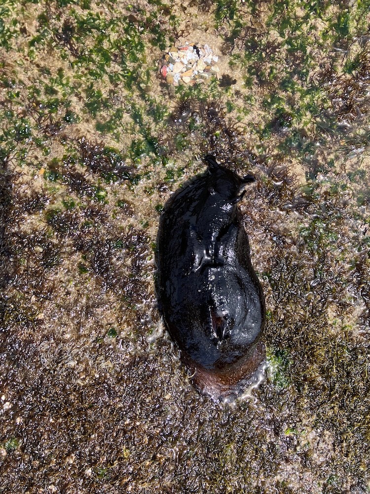 A large, dark-colored sea slug is resting on a rocky, algae-covered surface. The slug is shiny and wet, indicating it is in a marine environment. Surrounding the slug are patches of green algae and small pebbles, adding texture to the scene. The slug's body is elongated and smooth, with a slightly bulbous shape.