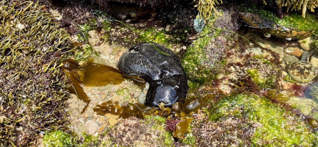 A tide pool scene with a variety of marine life. In the center, there is a black sea hare, a type of sea slug, resting on the rocks. Surrounding it are various types of seaweed and algae, in shades of green and brown. The rocks are covered with patches of green algae, and there are some small pebbles visible in the water. The area is wet, indicating the presence of water in the tide pool.