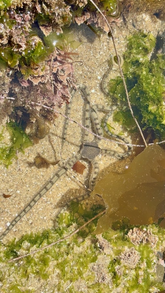 A brittle star is partially submerged in a shallow tide pool. Its long, slender arms are spread out across the sandy bottom, surrounded by various types of seaweed and algae. The seaweed is green and brown, with some pinkish hues, and it clings to the rocks and sand around the brittle star. The water is clear, allowing a good view of the creature and its surroundings.