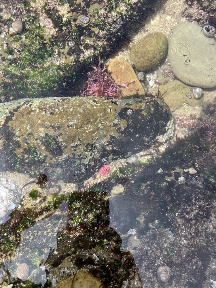 A shallow tide pool with a variety of marine life and rocks. The water is clear, revealing several rocks covered in green algae and small barnacles. There are patches of pink and red seaweed scattered among the rocks. Small shells and snails are visible on the rocks and the sandy bottom. The surface of the water has a slight ripple, reflecting light and creating a shimmering effect.