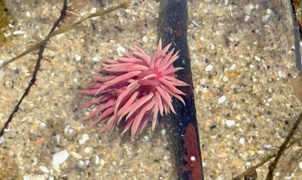 A pink sea anemone with numerous slender tentacles is underwater, resting on a sandy seabed. The sand is speckled with small stones and shells. There are also a few strands of seaweed nearby, adding to the underwater scene.