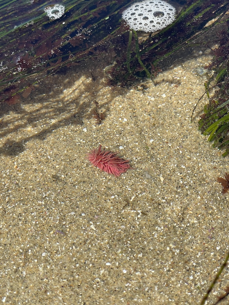 A small, pink sea creature, possibly a sea slug or nudibranch, is resting on the sandy bottom of a shallow body of water. The sand is light-colored with small grains and some scattered debris. There are patches of green seaweed or aquatic plants nearby, and a few bubbles are visible on the water's surface. The water is clear, allowing a good view of the creature and the surrounding environment.