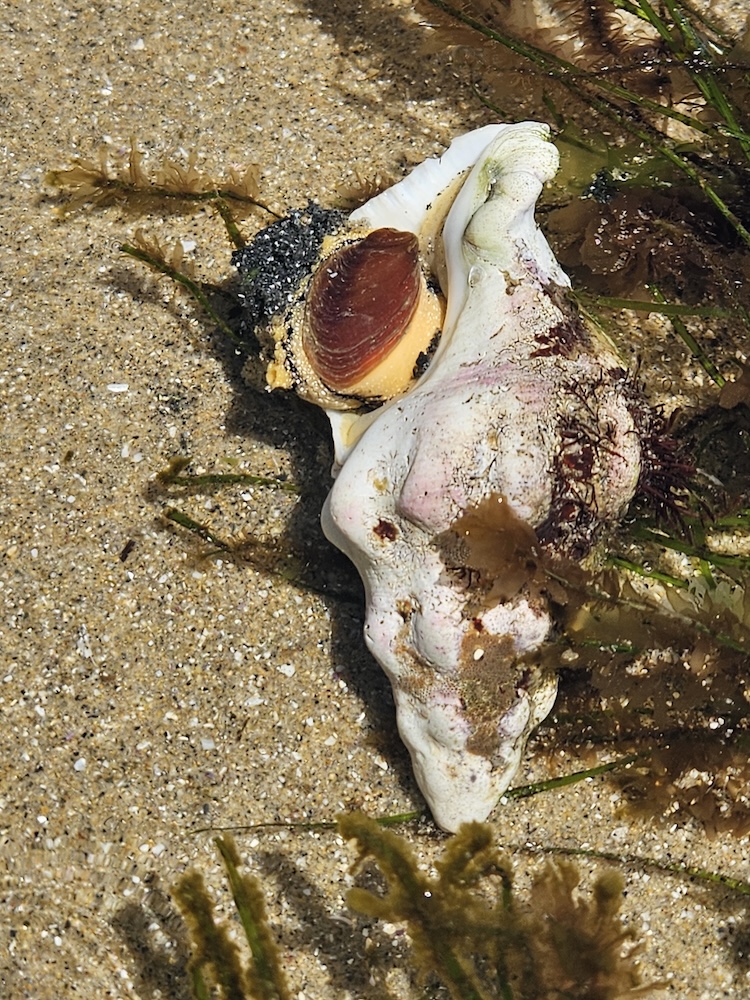 A large seashell lies on the sandy beach, partially covered by seaweed. The shell is white with hints of pink and brown, and it has a spiral shape with a rough texture. The opening of the shell reveals a dark, glossy interior with a reddish-brown hue. The sand around the shell is coarse, with small pebbles and grains visible. Seaweed strands are scattered around, adding a touch of green to the scene.