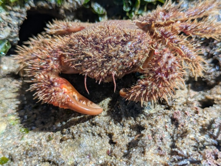 A hairy crab with a reddish-brown color is nestled on a rocky surface. Its body and legs are covered in dense, bristle-like hairs, giving it a fuzzy appearance. The crab's claws are prominent, with one claw slightly larger than the other. The texture of the rock beneath it is rough and uneven, with some green algae visible in the background. The lighting highlights the crab's texture and the details of its hairy covering.
