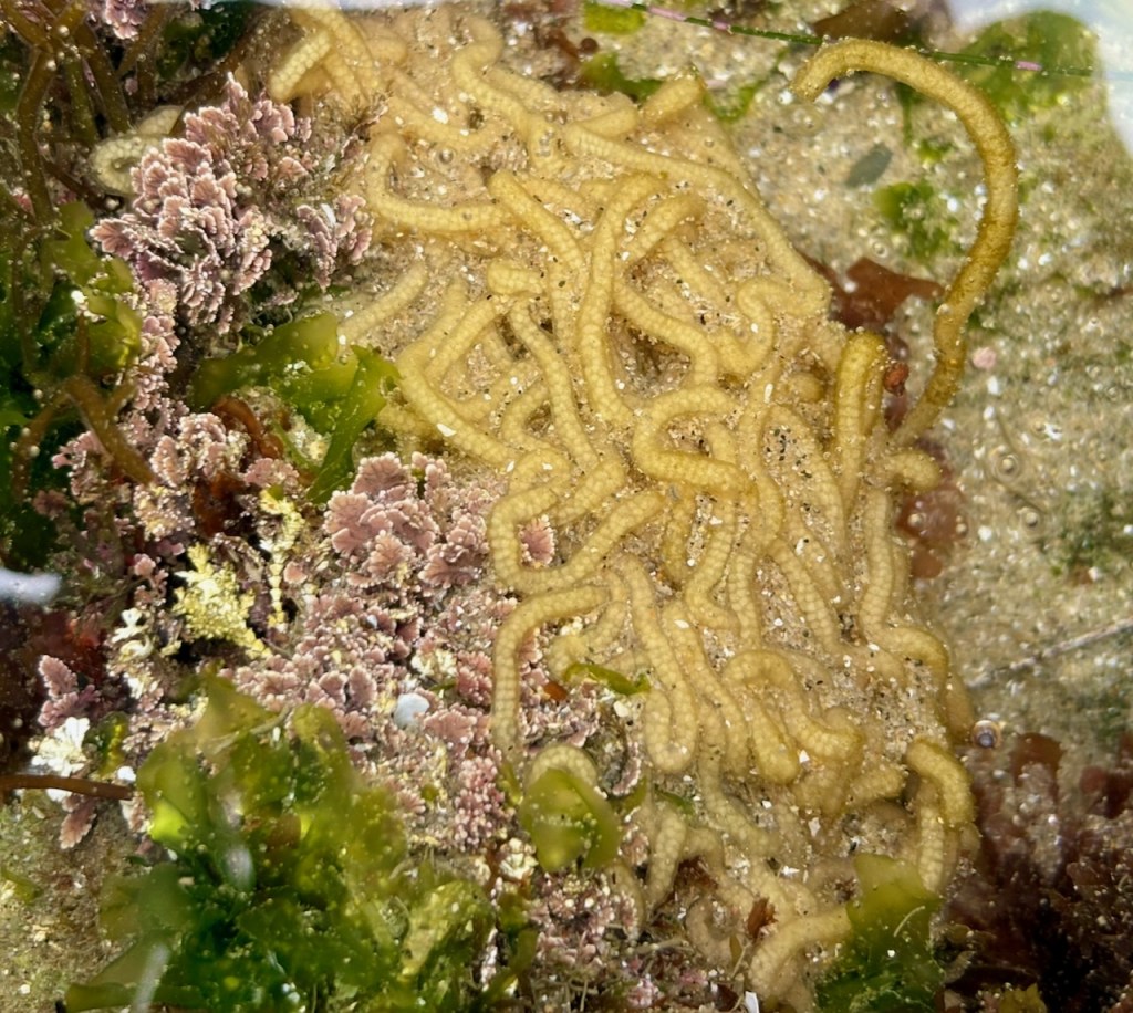 A cluster of yellowish, worm-like marine creatures is intertwined on a sandy surface. Surrounding them are various types of seaweed and marine plants. The seaweed includes green, leafy types and some pinkish, coral-like formations. The scene appears to be underwater, possibly in a tide pool or shallow marine environment.