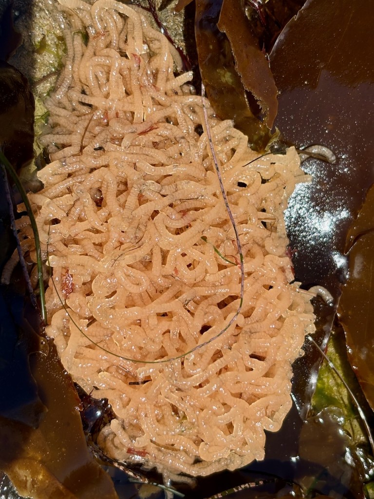 A cluster of pale pinkish, worm-like structures, possibly marine organisms or eggs, is nestled among dark brown seaweed. The structures are shiny and appear wet, suggesting they are in a marine environment. The seaweed surrounding them has a glossy texture, and there are some thin, green strands interspersed among the cluster. The lighting highlights the glossy and wet appearance of both the organisms and the seaweed.