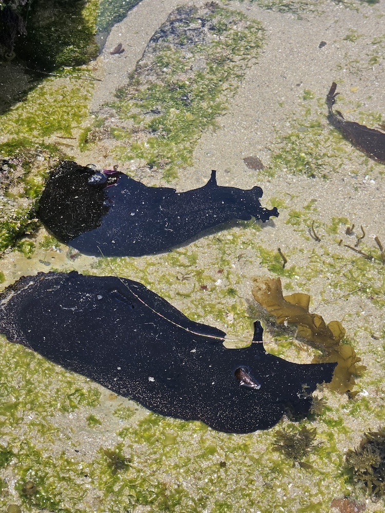 Two large, dark sea slugs are partially submerged in shallow water on a sandy and rocky surface. The surrounding area is covered with patches of green algae and seaweed. The sea slugs have a glossy appearance, and their elongated bodies are visible against the lighter sand and rocks.