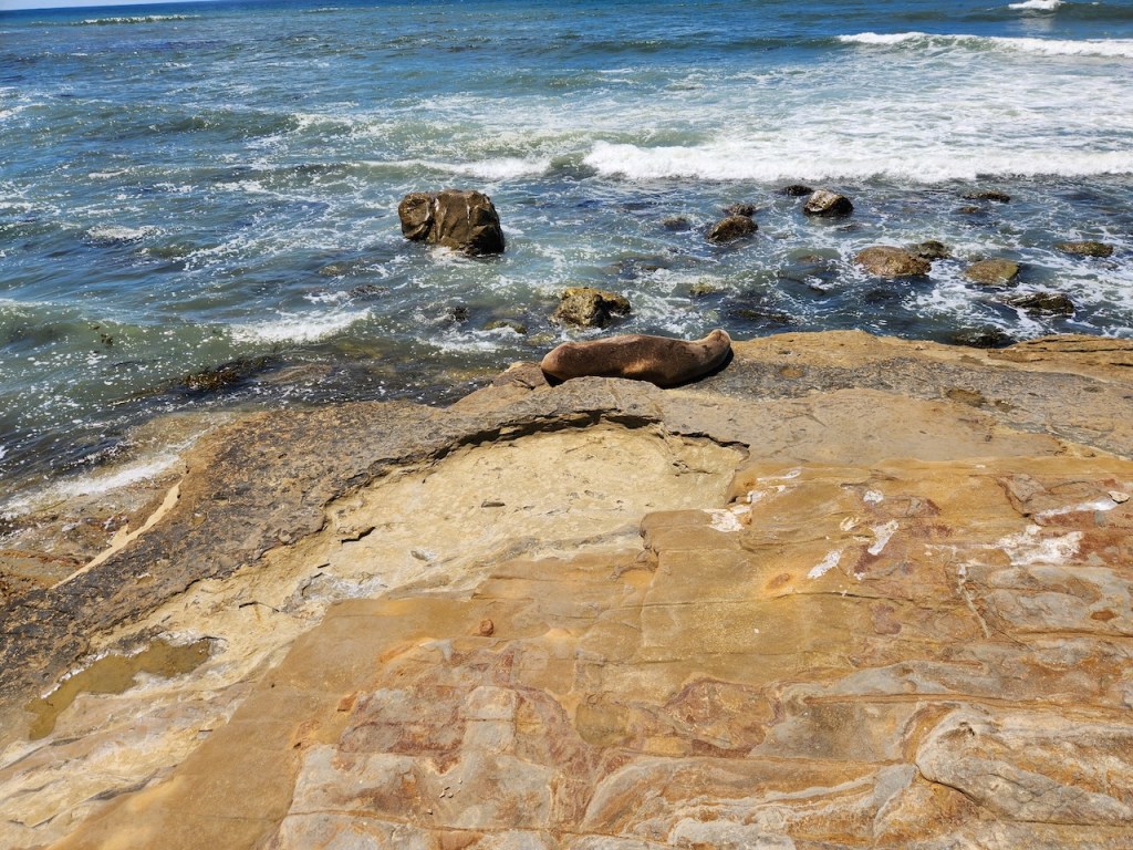 Sea Lion on a cliff over the ocean.