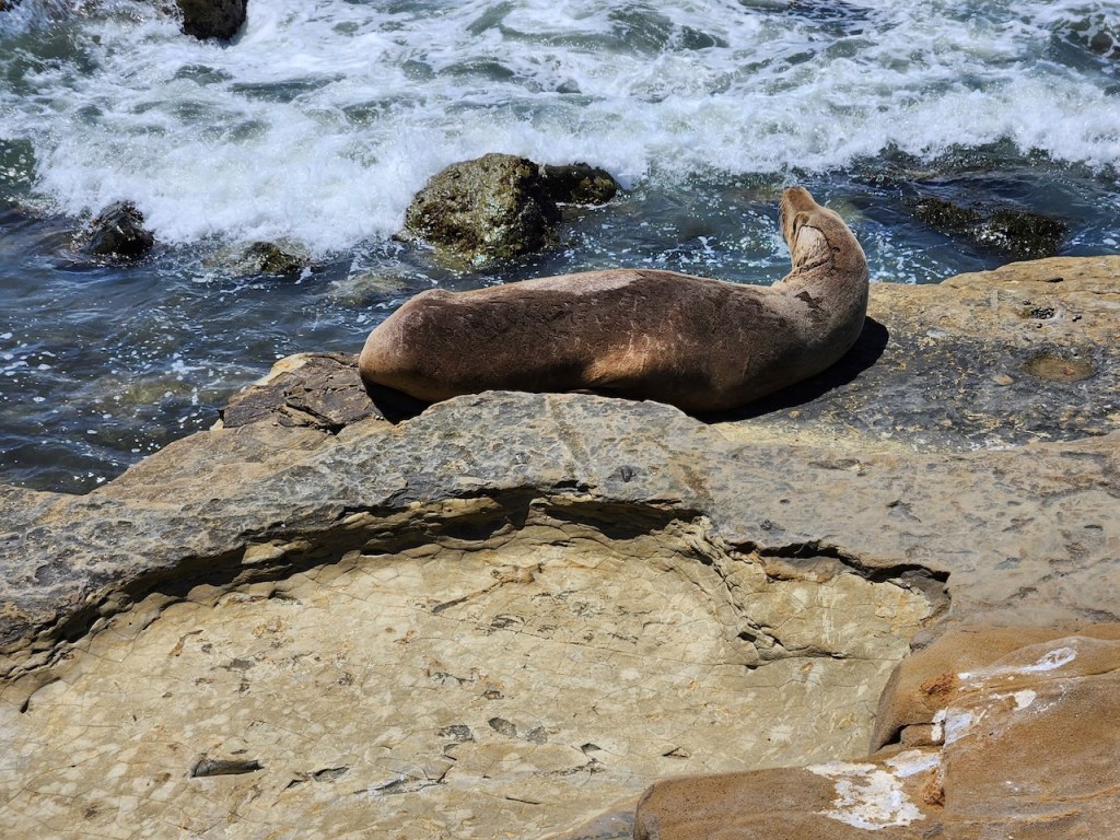 Sea Lion on a cliff over the ocean.