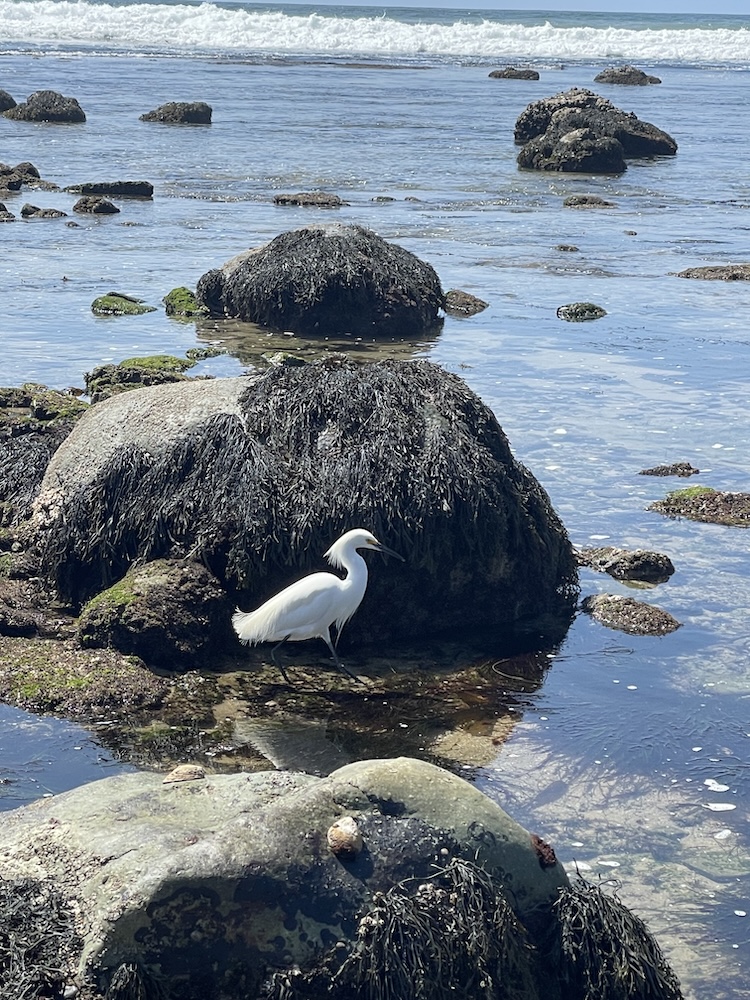 A white egret stands on a rocky shoreline, surrounded by large rocks covered in dark seaweed. The bird is near the water's edge, with its reflection visible in the shallow water. In the background, gentle waves are rolling in, and more rocks are scattered across the water. The scene is bright and sunny, suggesting a clear day at the coast.