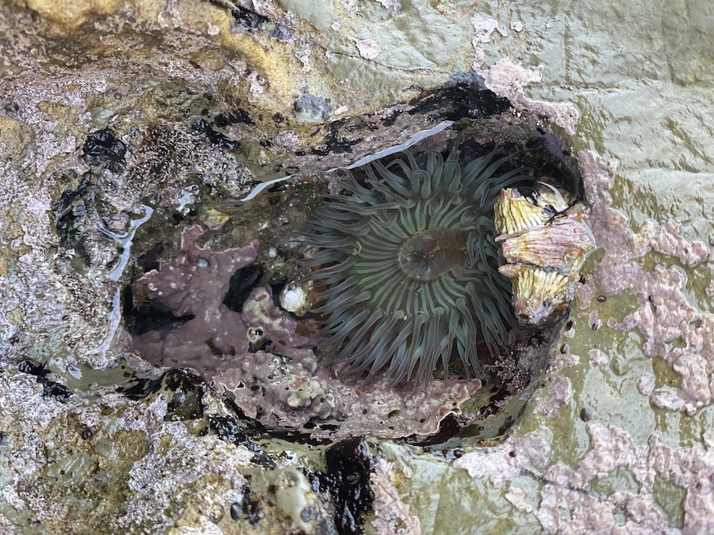 A tide pool with a sea anemone nestled in a crevice of a rocky surface. The anemone has translucent, tentacle-like structures radiating from its center, which is a darker shade. Nearby, there is a cluster of barnacles attached to the rock. The surrounding rock surface is textured with patches of algae and other marine life, giving it a rugged appearance. The colors range from greenish hues to browns and purples, typical of a coastal environment.