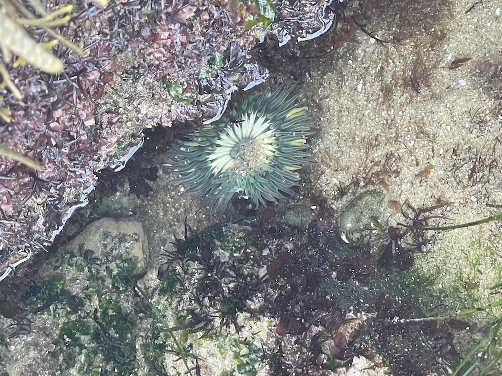 A tide pool with a sea anemone at its center. The anemone has a circular shape with numerous tentacles that are greenish-blue with hints of yellow. Surrounding the anemone are various types of seaweed and algae, some of which are reddish-brown and others green. The sandy bottom of the tide pool is visible, and there are small rocks and pebbles scattered around. The water is clear, allowing a good view of the marine life within the pool.