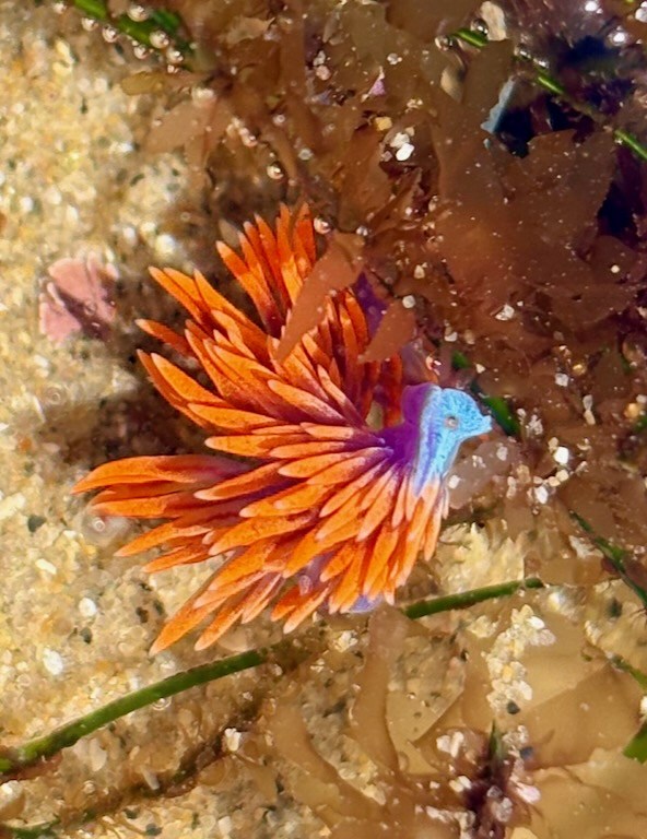 A vibrant sea creature, likely a nudibranch, is nestled among underwater plants and sand. It has bright orange, feathery appendages and a striking blue head, creating a vivid contrast against the muted browns and greens of the surrounding seaweed and seafloor. The creature's delicate structure and vivid colors make it stand out in its natural habitat.