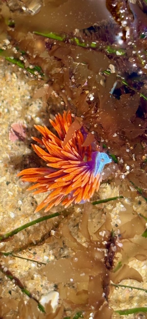 A vibrant sea creature, likely a nudibranch, is nestled among underwater plants and sand. It has bright orange, feathery appendages and a striking blue head, creating a vivid contrast against the muted browns and greens of the surrounding seaweed and seafloor. The creature's delicate structure and vivid colors make it stand out in its natural habitat.