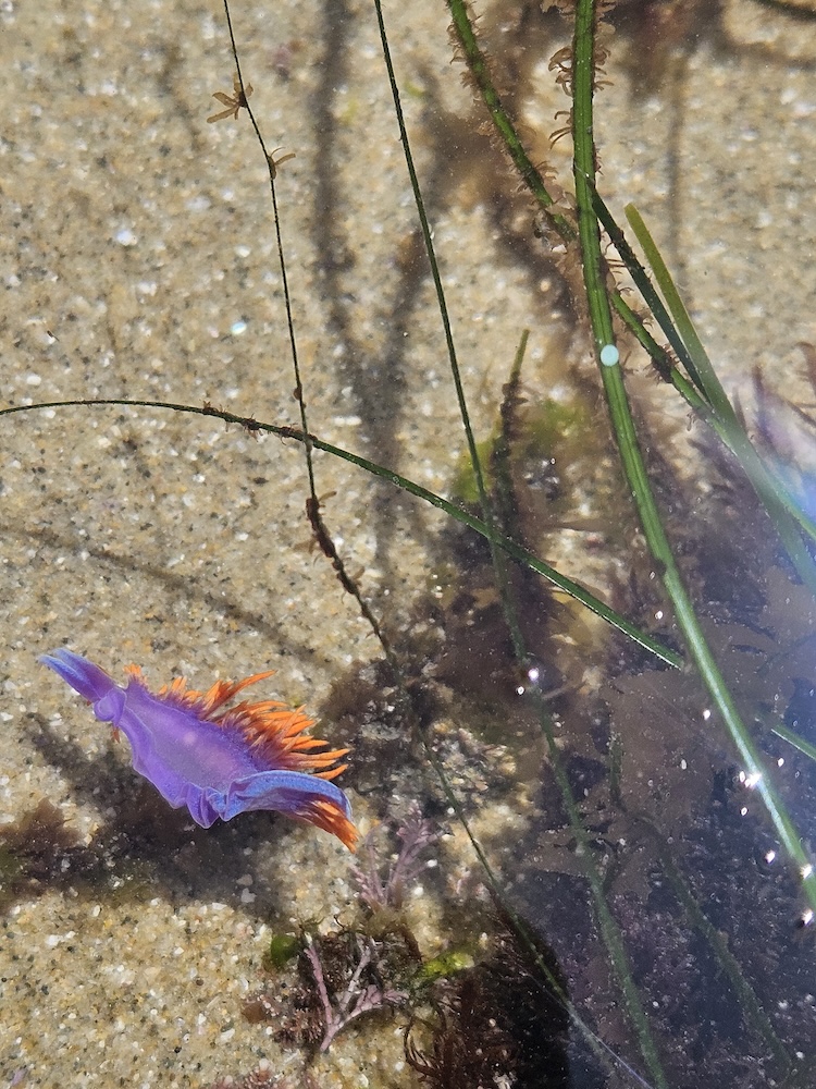 A vibrant sea slug, known as a nudibranch, is visible in shallow water. It has a striking purple body with bright orange appendages along its back. The sandy seabed is dotted with small pebbles and patches of seaweed. Thin green strands of aquatic plants are also present, casting shadows on the sandy bottom. The water is clear, allowing for a detailed view of the scene.