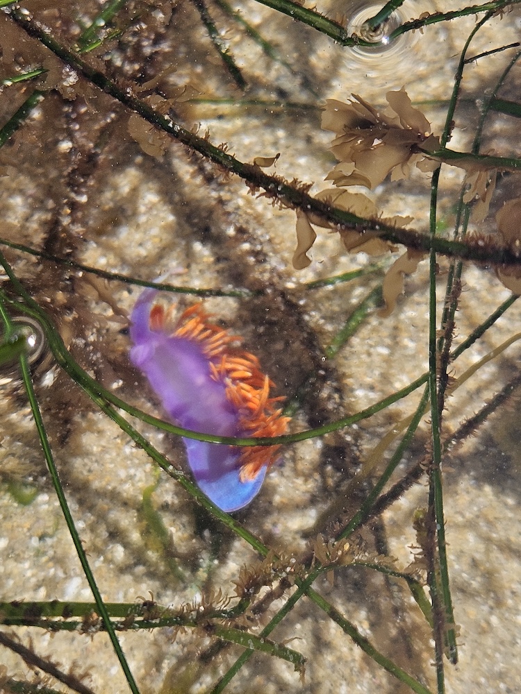 A vibrant sea creature, likely a nudibranch, is visible in shallow water. It has a striking purple body with bright orange appendages. The surrounding environment includes sandy ground and green aquatic plants, with some brownish seaweed floating nearby. The water is clear, allowing a detailed view of the creature and its surroundings.