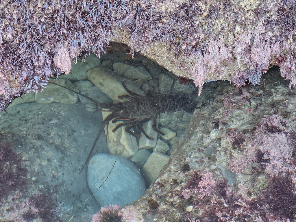 A small tide pool with clear water, surrounded by rocks and covered with dark purple and brown seaweed. At the bottom of the pool, a lobster is visible, partially camouflaged against the rocks and pebbles. The lobster's antennae and legs are distinguishable, and the water is clear enough to see the details of the rocky pool floor.