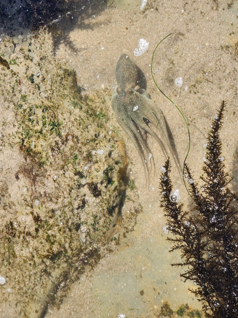 A small octopus is camouflaged against a sandy and rocky seabed in shallow water. Its body blends well with the surrounding environment, making it difficult to spot at first glance. There are some patches of green algae on the rocks, and a few strands of seaweed are visible. Small bubbles are scattered across the water's surface, and sunlight is casting shadows, adding to the texture of the scene.