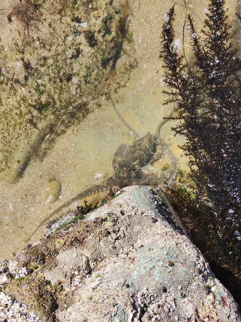 A small octopus is camouflaged in a shallow tide pool. Its body blends with the sandy and rocky surroundings, making it difficult to spot. The water is clear, revealing the texture of the sand and rocks, which are covered with small marine growths. On the right side, there is a dark, bushy seaweed. The sunlight creates reflections and highlights on the water surface.