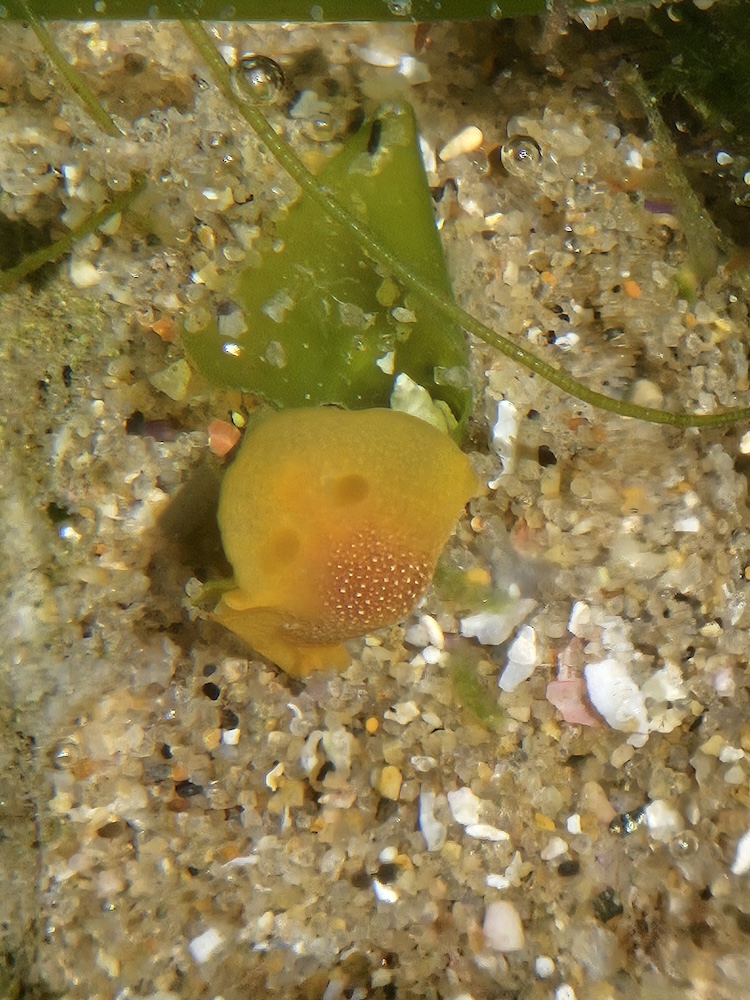 A small, yellow-orange sea slug is resting on a sandy seabed. The slug has a rounded body with two small, dark spots that resemble eyes. Its surface appears slightly textured. Surrounding the slug are small grains of sand, bits of shell, and some green seaweed or algae. The water is clear, allowing a detailed view of the underwater scene.