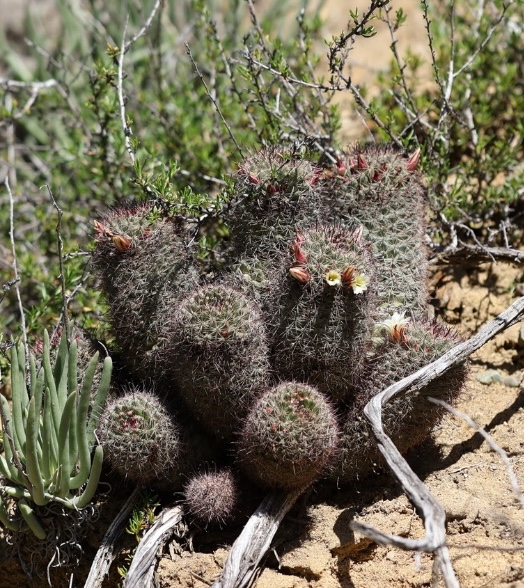 Cluster of round, spiny cacti growing in sandy soil. The cacti are covered in dense, short spines and have a few small, pale yellow flowers blooming near their tops. Some of the flowers are just starting to open, while others are still in bud form. There are also some green, finger-like succulent plants to the left of the cacti. Dry twigs and sparse green vegetation surround the cacti, indicating a desert or arid environment. The sunlight is bright, casting clear shadows on the ground.