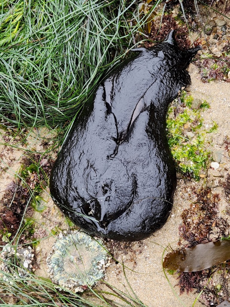 Large, shiny black sea slug resting on wet sand and surrounded by green seagrass and bits of seaweed. The sea slug has a smooth, glistening surface and a somewhat teardrop shape, with two horn-like structures at one end, which are its rhinophores (sensory organs). Near the bottom left of the image, there is a pale green sea anemone partially buried in the sand, with its tentacles retracted. The scene appears to be in a tide pool or coastal area.