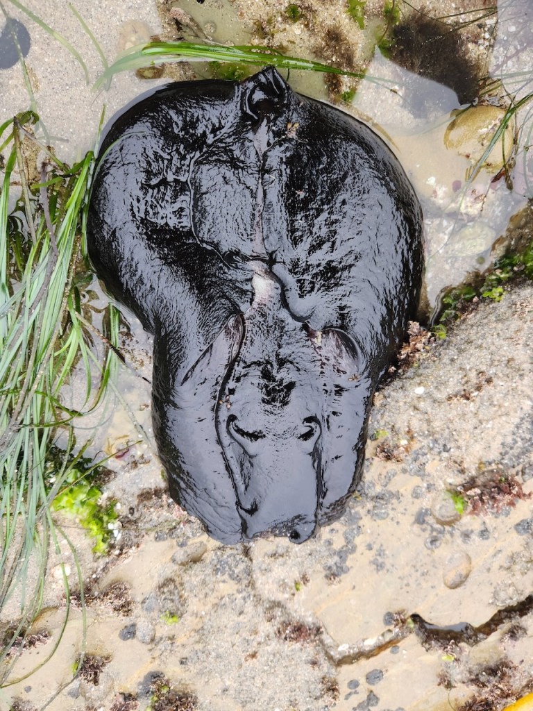 Large, shiny, dark sea slug lying on wet sand and rocks. The creature is smooth, black, and somewhat oval-shaped, with a slightly wrinkled texture and a moist, glossy surface. It appears to be in a shallow tide pool, surrounded by some green sea grass and patches of algae. The animal is likely a type of sea hare, a marine mollusk known for its soft body and dark coloration.