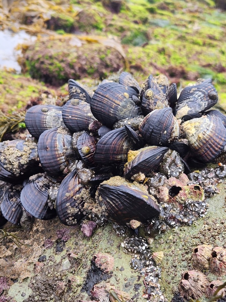 A cluster of dark blue-black mussels attached to a rock. The mussels have ridged shells with some lighter streaks and patches of barnacles and other small marine organisms growing on them. Around the mussels, the rock is covered with greenish algae, small barnacles, and bits of seaweed. The background is out of focus but shows more rocks and green algae, suggesting a tide pool or rocky shoreline environment.