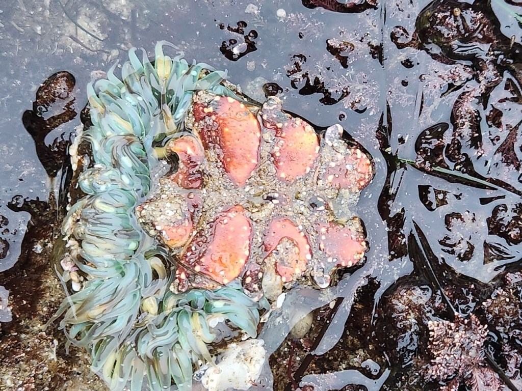 Sea anemone and a sea star in a tide pool. The sea anemone is on the left side of the image, with its tentacles spread out in shades of green, blue, and cream. The sea star, which appears to be an ochre sea star, is orange with rough, bumpy skin and is partially covered with sand. The two creatures are nestled closely together in shallow water, surrounded by wet rocks and bits of seaweed. The water is clear, allowing the textures and colors of the marine life to be seen vividly.