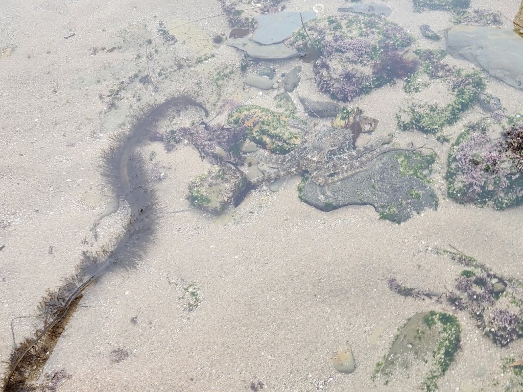 Shallow tidal pool with sandy bottom, rocks, and seaweed. The water is clear, allowing a view of the sand and various marine plants beneath the surface. There are patches of green and purple seaweed attached to rocks, and a long, dark, fuzzy-looking strand of seaweed or kelp stretches diagonally across the left side of the image. The scene is calm and sunlit, with no visible animals present.