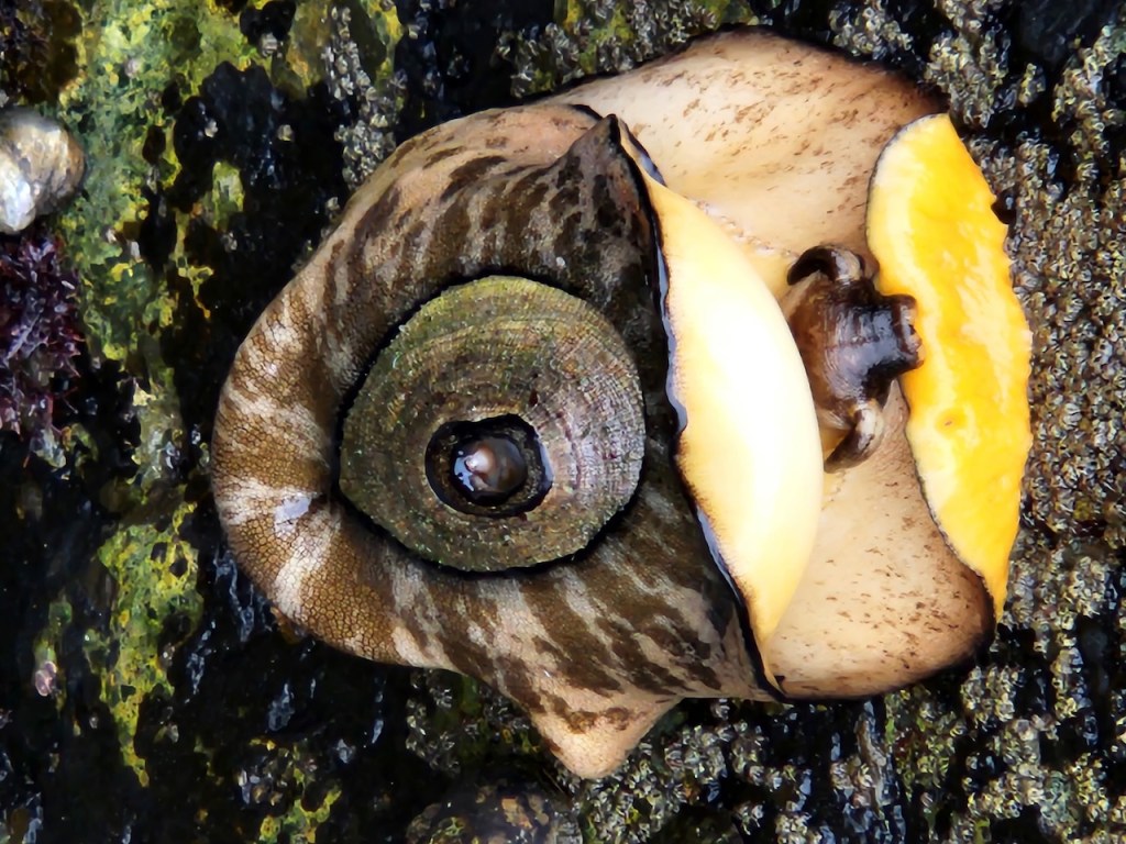 A large marine snail with a thick, rounded shell. The shell has a brown and tan mottled pattern and a spiral shape. The snail's body is partially visible, with a yellowish-orange foot extending out from under the shell. The snail is on a wet, rocky surface, possibly in a tide pool, with green and black algae or moss around it. The texture of the snail's body and shell is rough and bumpy.