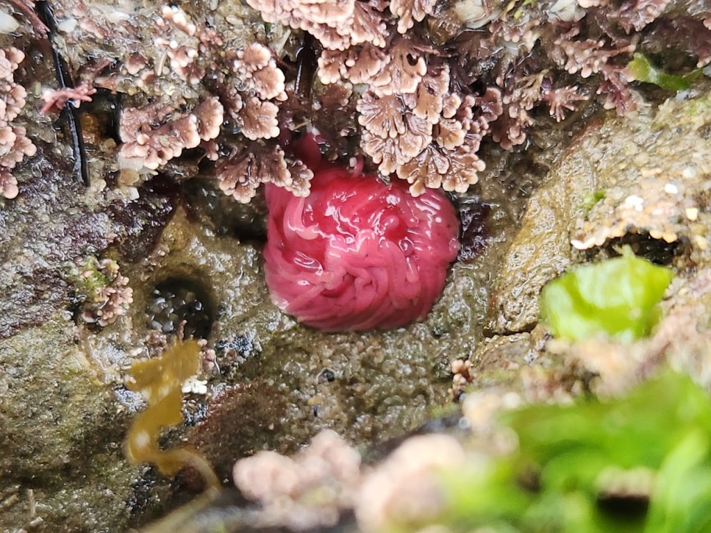 A bright pink, brain-like sea creature nestled in a rocky tide pool. The main subject is a round, shiny, and wrinkled mass that looks somewhat like a small brain or a bundle of intestines. It is surrounded by brownish and purple seaweed or coral, with some green algae visible in the lower right corner. The surrounding rocks are wet and covered with various small marine organisms, giving the scene a vibrant, natural tide pool appearance.