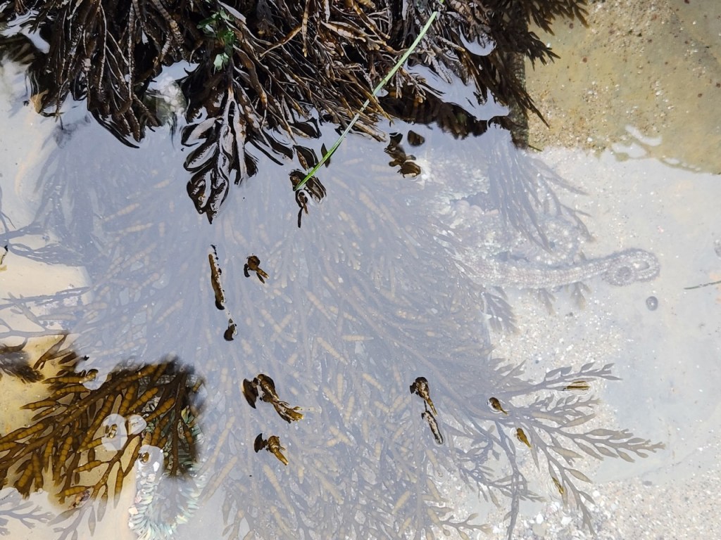 Rockpool scene with seaweed and a marine worm. The image shows a shallow pool of water at the edge of a sandy area, with several clumps of dark brown, leafy seaweed both above and below the water surface. Reflections on the water make some of the seaweed appear lighter and more diffuse. Near the right side of the image, partially camouflaged against the sand and seaweed, is a segmented marine worm with a pale, ringed body and a slightly thicker, rounded head. The worm is blending in well with its surroundings, making it a bit difficult to spot at first glance. The overall scene has a natural, coastal feel.